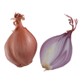 Shallots Image