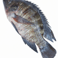 Tilapia Image