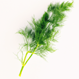 Dill Image