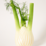 Fennel Image