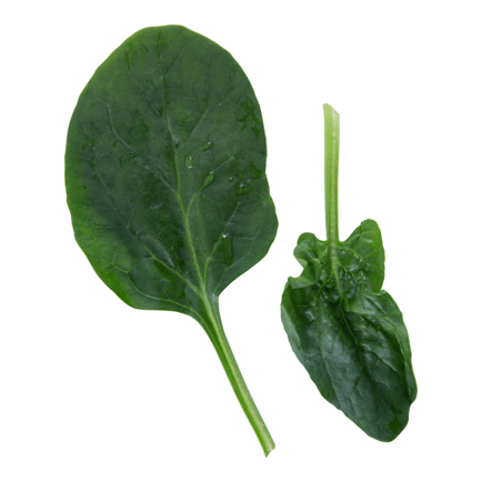 Spinach Image