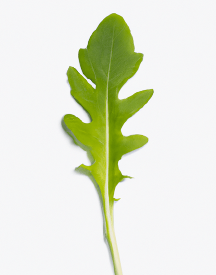 Arugula Image