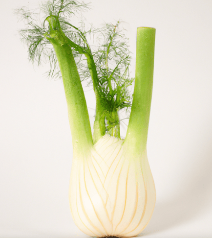 Fennel Image